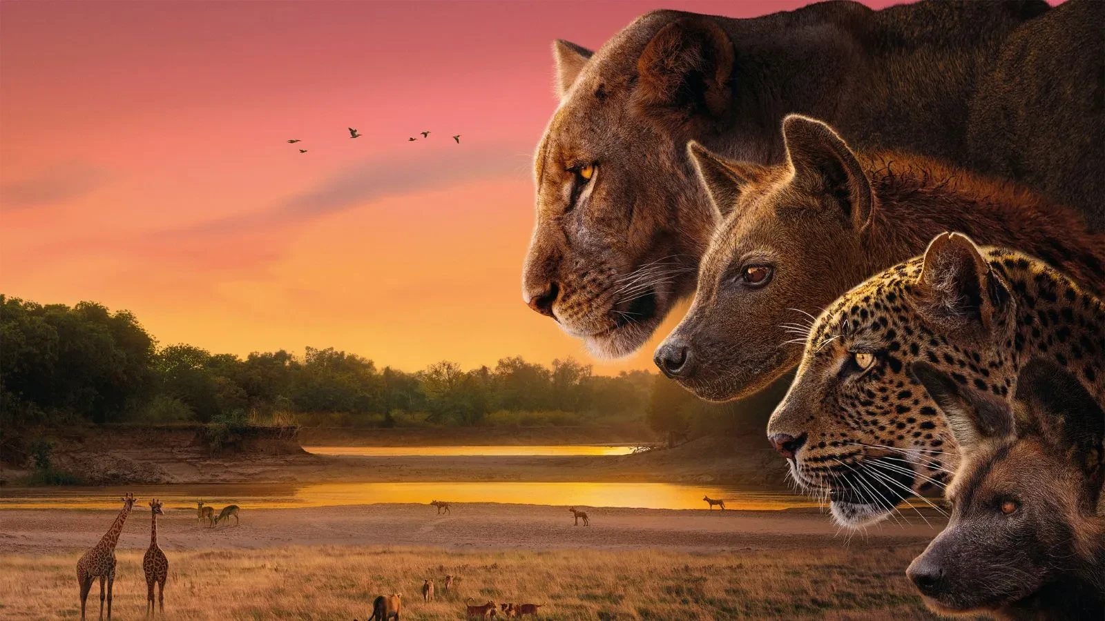 A hyena, lion, leopard and wild dog in a line on the right side of the image staring intently in the opposite direction with an African sunset in the background behind them and various animals playing by a pool of water