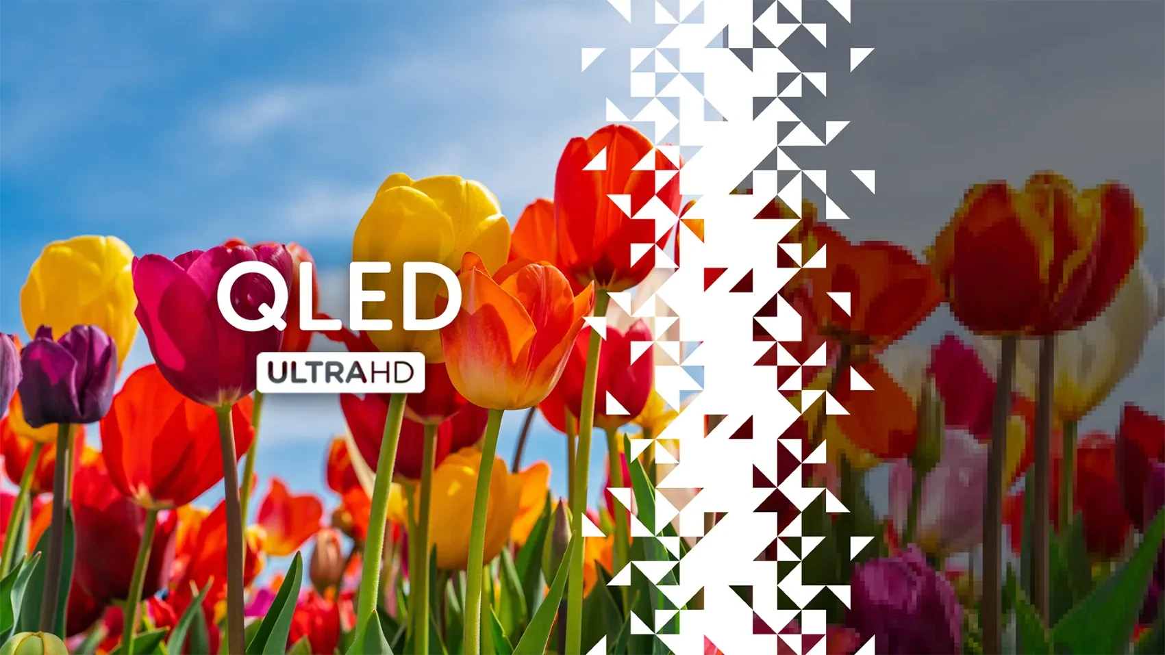 Bush feature QLED