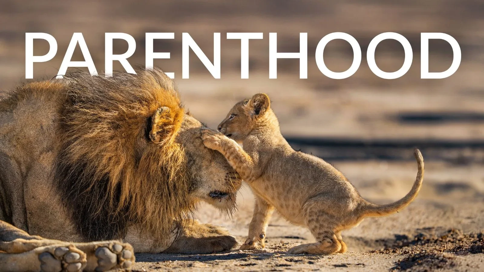 A lion cub with it's paw on a lionesses head in the documentary series Parenthood
