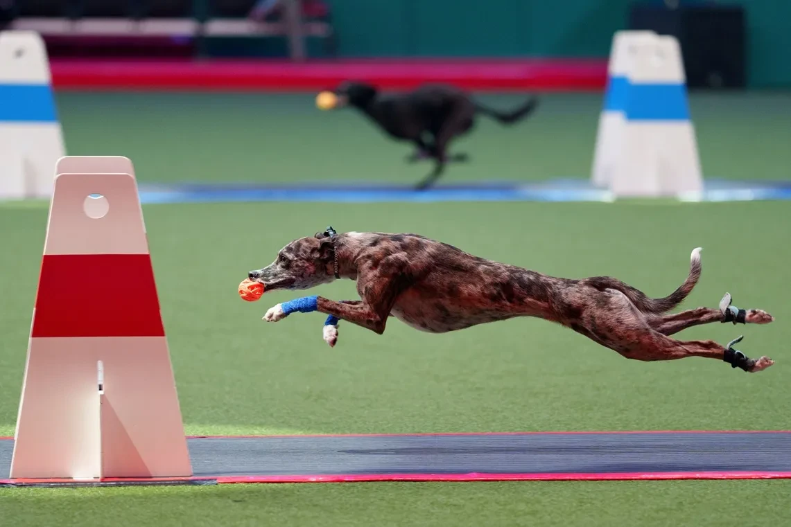 Crufts image shows dog running with a ball in its mouth
