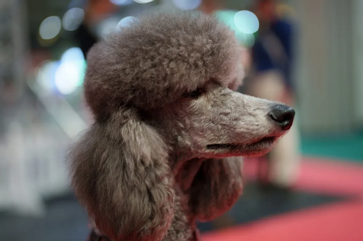 Groomed grey Poodle at the Crufts 2025 dog show