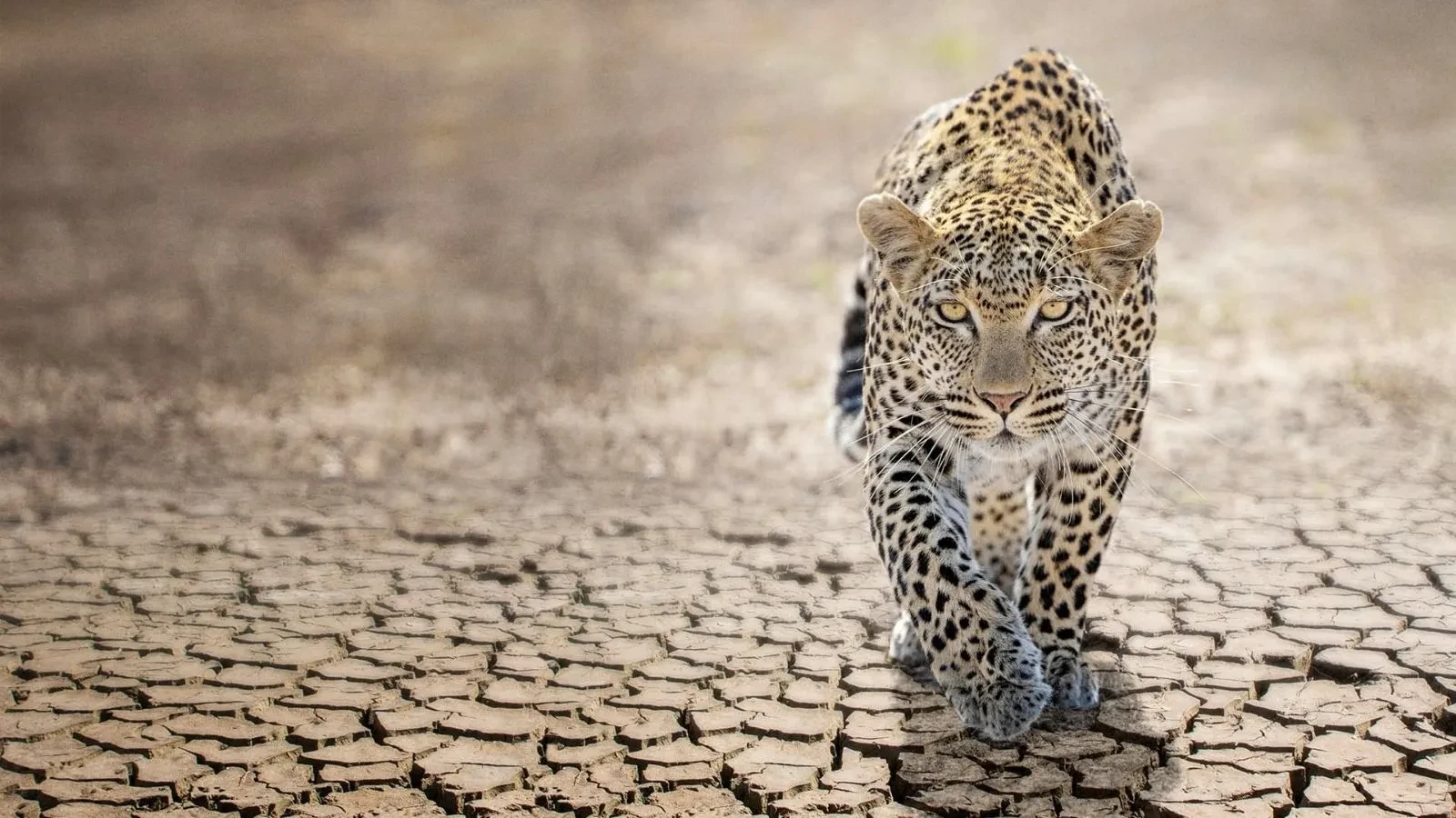 Leopard crossing drought-stricken ground in the wild, showcasing African wildlife, big cat behaviour and nature conservation themes.